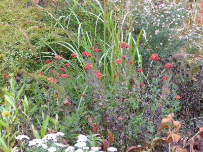 2015-11-13 Chrysanthemum 'Julie la Gravere' 1.jpg
