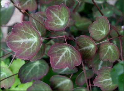 Thalictrum_Seitenstetten.JPG