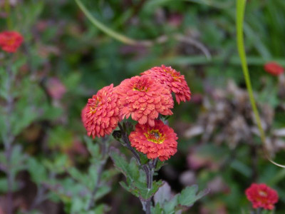 2015-11-13 Chrysanthemum 'Julie la Gravere' 2.jpg