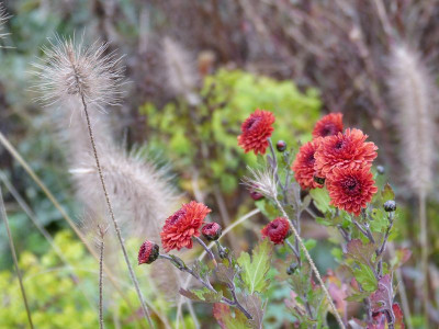 2015-11-13 Chrysanthemum 'Rehauge'.jpg