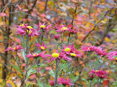 2015-11-13 Chrysanthemum 'Oury'.jpg