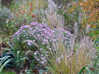 2015-11-13 Chrysanthemum 'Mei-kyo'.jpg