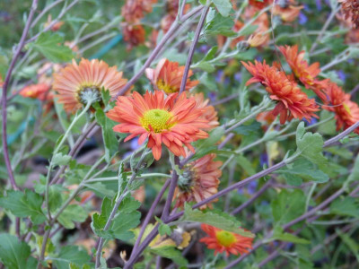 2015-11-13 Chrysanthemum 'Paul Boissier'.jpg