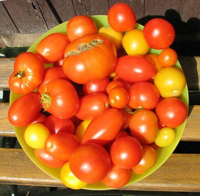 Tomatenernte-3_kg._20.08.06_015.jpg