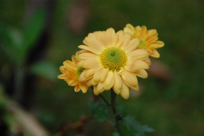 DSC_3651.JPG