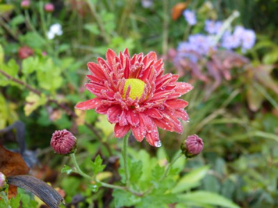 2014-10-18 Chrysanthemum 'Apollo'.jpg