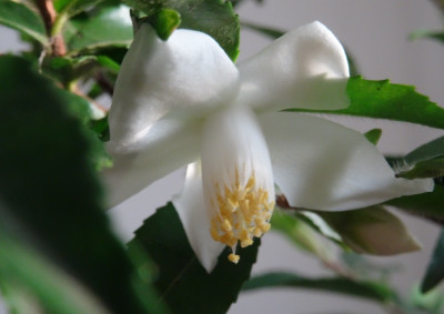 Salicifolia 2015.jpg