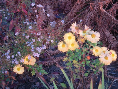 Chrysanthemum Julian Slg.jpg