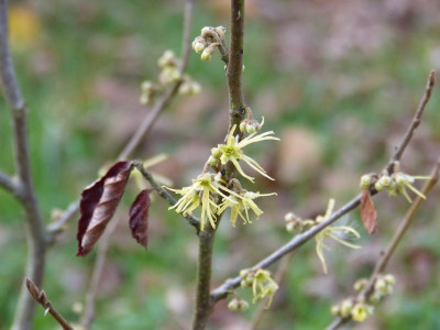 2015-11-14 Hamamelis macrophylla.jpg