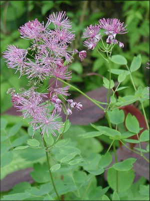 Thalictrum_aquilegifolium_re2.JPG