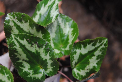 nov 010.jpg