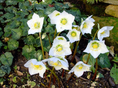 garten 2012 006.jpg