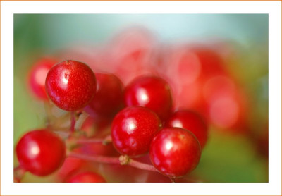Beeren_1_20-08-2006.jpg