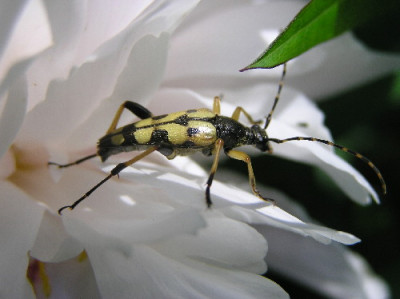 Gefleckter_Schmalbock-1.jpg