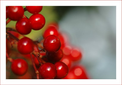 Beeren_2_20-08-2006.jpg