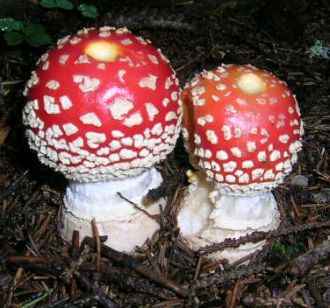 Pilze___Fliegenpilze.jpg