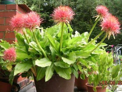 Haemantus_multiflor._..._bei_Thea_und_Hans.jpg