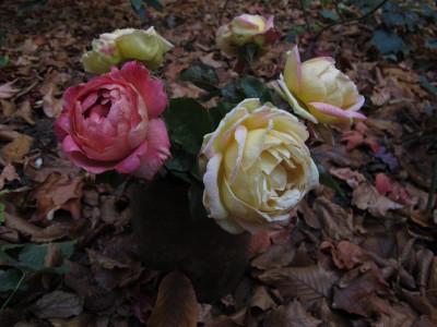 letzterosen.img.JPG