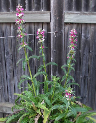 Morina longifolia 16.11.15.JPG