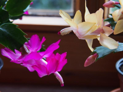 SchlumbiPink+Gelb1_2015.jpg