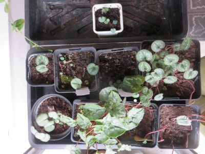 Cyclamen Kinderstube_3024.jpg