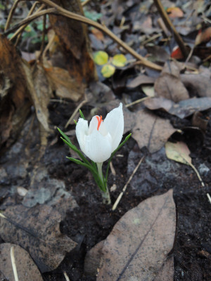 DSCN8585_1014.JPG