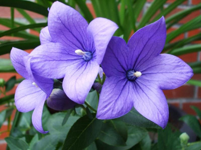 Platycodon grandiflorus.JPG