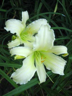 Heavenly Angel Ice_2116.jpg