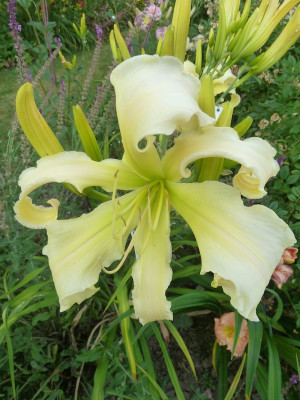 Titanias Reigen_P1080200.jpg
