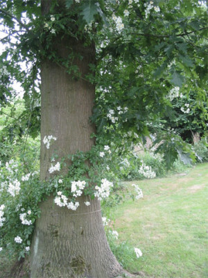 188-8836ab_IMG.jpg