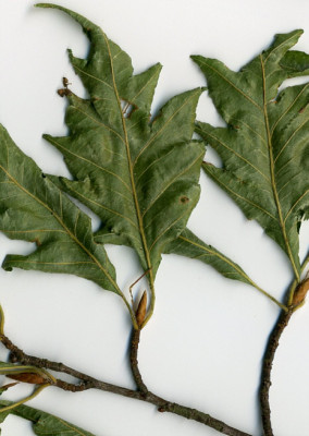 Zweig_aussch_blatt.jpg