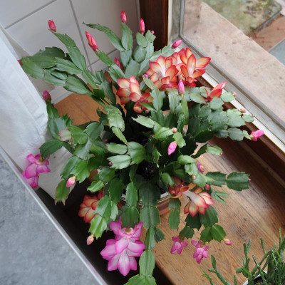 Schlumbergera 'Samba Brazil'und Campinas Brazil'.jpg