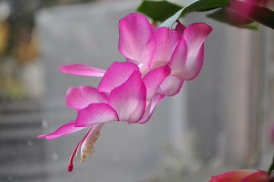 Schlumbergera 'Campinas Brazil' 1.jpg