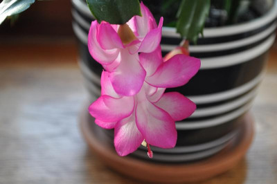 Schlumbergera 'Campinas Brazil' 2.jpg