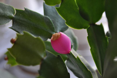 Schlumbergera 'Campinas Brazil' 4.jpg