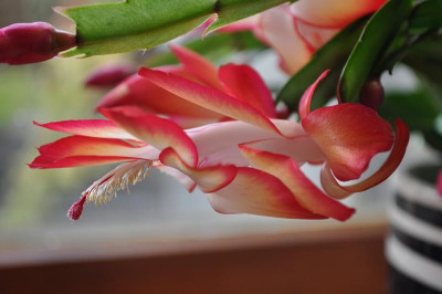 Schlumbergera 'Samba Brazil' 1.jpg