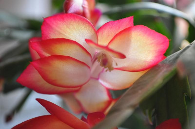Schlumbergera 'Samba Brazil' 2.jpg