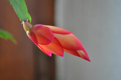Schlumbergera 'Samba Brazil' 3.jpg