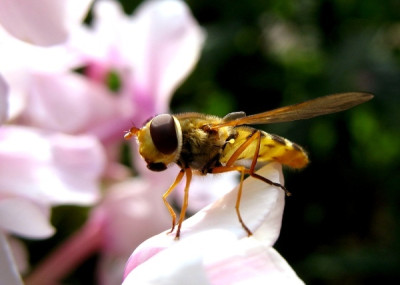 new_Schwebfliege_II.jpg