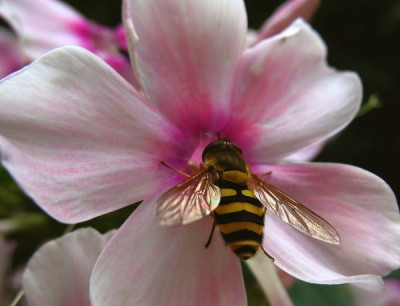 new_Schwebfliege.jpg