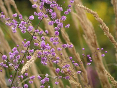 thalictrum_hewitts_double.jpg
