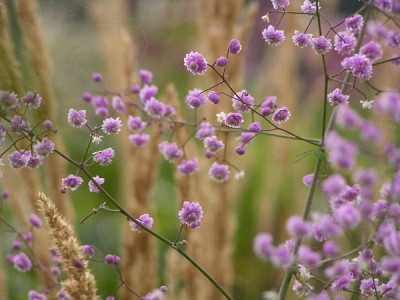 thalictrum_hewitts_double2.jpg