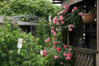 Rose Rosarium Uetersen3013.jpg
