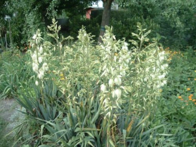 Palmlilie_-_Yucca.jpg