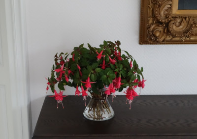 Fuchsienbäumchen-Reste.jpg