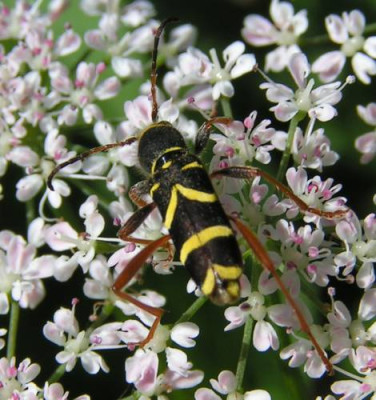 Clytus_arietis_-_Gemeiner_Widderbock_05.jpg