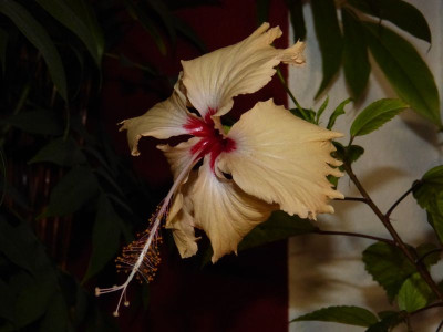 2015-11-20 Hibiscus 'Sprinkle Rain'.jpg