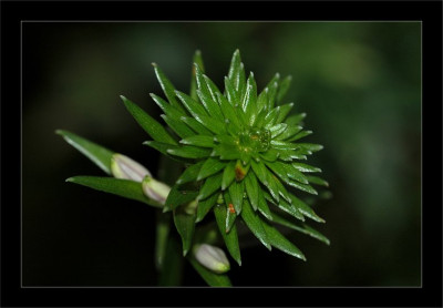 Hosta_Lakeside_Looking_Glass_1_20-08-2006.jpg