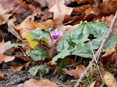 2015-11-21 Cyclamen 'Amaze Me Pink'.jpg