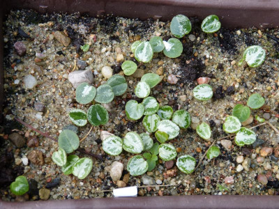 2015-11-21 Cyclamen Aussaat 1.jpg